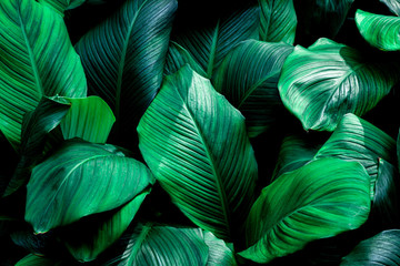  liście Spathiphyllum cannifolium, streszczenie tekstura zielony, tło natura, liść tropikalny
