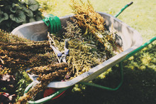 Removing Dried Flowers From Garden. Cut And Trim Perennials, Seasonal Gardenwork In Late Summer Or Autumn