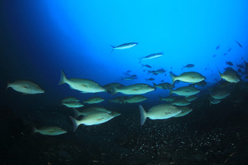 Sticker - Underwater coral reef and fish in ocean 