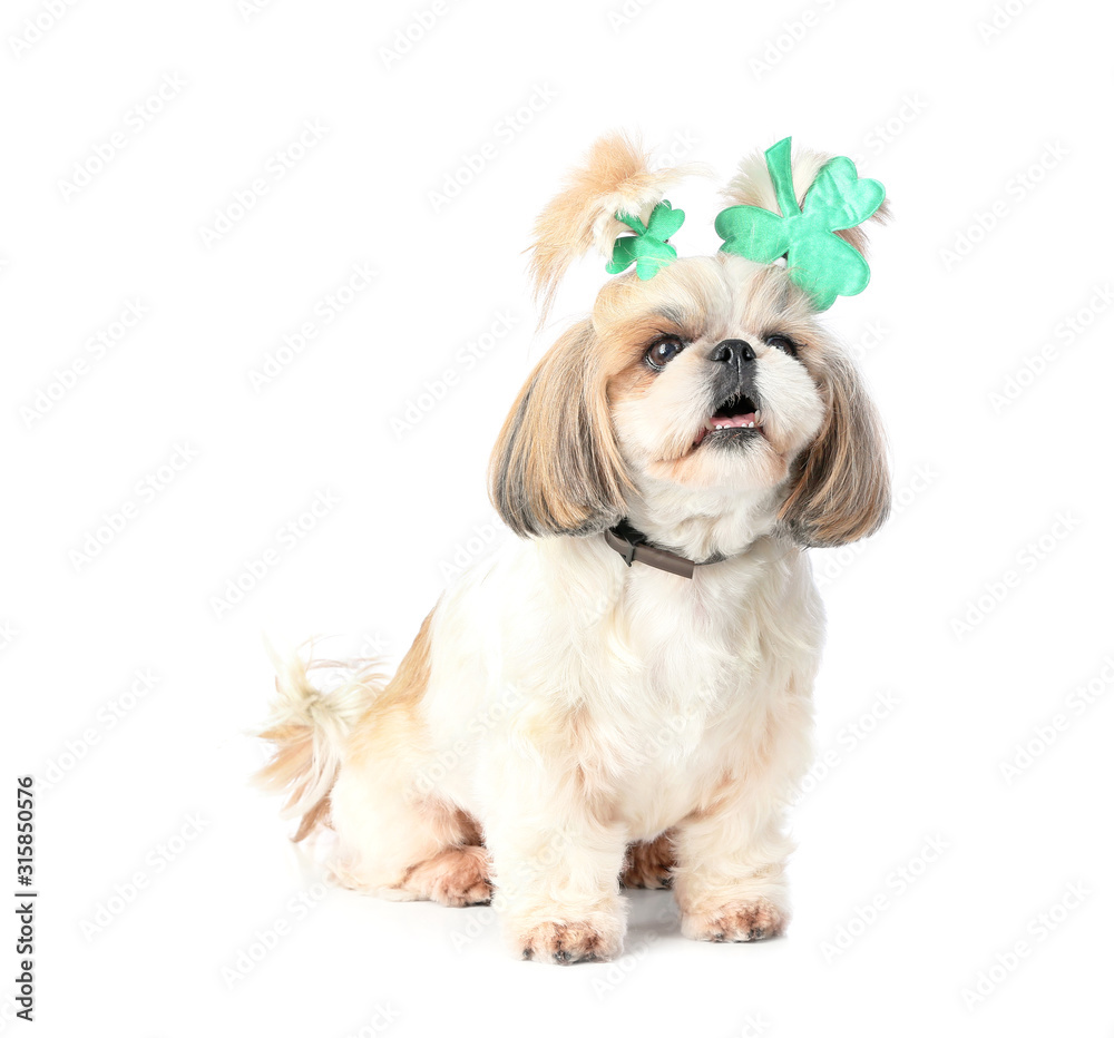 Cute dog on white background. St. Patrick's Day celebration