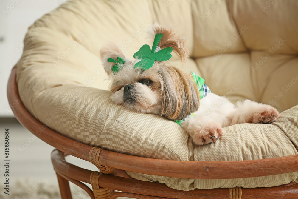Cute dog on lounge chair at home. St. Patrick's Day celebration