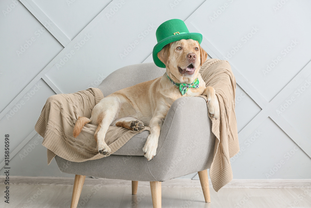 Cute dog with green hat on armchair. St. Patrick's Day celebration