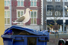 Seagull Sitting On A Trash Can