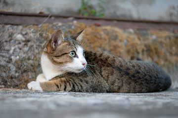 Striped cat lay on the street, close up Thai cat, relax cat