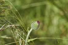 PrebloomTexas Thistle Bud In Field (Cirsium Texanum)