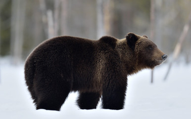 Canvas Print - Brown bear walking on the snow. Scientific name: Ursus Arctos. Winter forest. Natural Habitat.