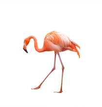 Pink Flamingo Walking
