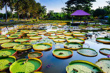 Victoria Waterlily Park In Chiang Rai Province