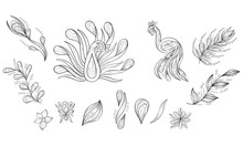 Doodle Clipart With Peacock And Feather For Wedding Invitation