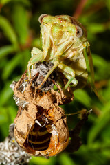 Wall Mural - Young cicada on his own exuvia