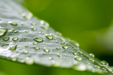  Rainy season, water drop on lush green foliage in rain forest, nature background. Fresh green leaf and petal with water drops, nature closeup
