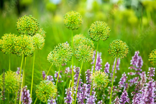 Obraz czosnek   zielone-kwiaty-czosnku-tuz-przed-kolorowaniem