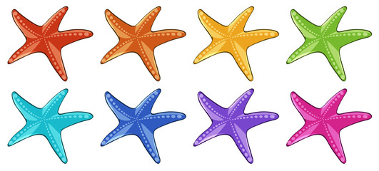 Wall Mural - Many starfish in different colors