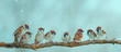 panoramic photo with a flock of small funny birds sitting on a branch in a winter Park under the snow