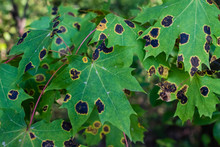 Sick Maple Leaves, Norway Maple, Fungus On Maple Leaves