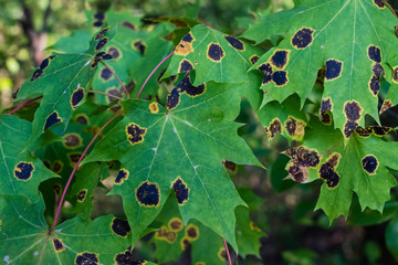 sick maple leaves, norway maple, fungus on maple leaves