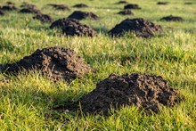 Molehill Or Mole Mount In The Garden