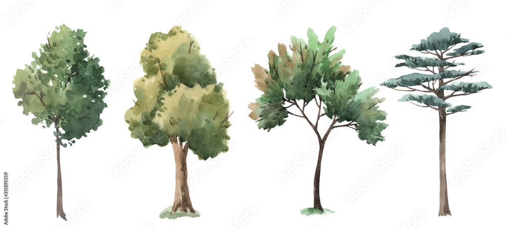 Watercolor tree forest oak fir birch, thuja linden baobab pine isolated illustrations - obrazy, fototapety, plakaty 