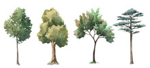Watercolor Tree Forest Oak Fir Birch, Thuja Linden Baobab Pine Isolated Illustrations