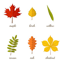 Autumn Multicolored Leaves Set With Names On White Background. Maple, Birch, Willow, Rowan, Oak, Chestnut. Vector Illustration In Cartoon Style