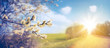 Leinwandbild Motiv Defocused spring landscape. Beautiful nature with flowering willow branches and  rural road against blue sky and bright sunlight, soft focus. Ultra wide format.