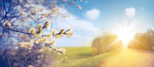 Defocused Spring Landscape. Beautiful Nature With Flowering Willow Branches And  Rural Road Against Blue Sky And Bright Sunlight, Soft Focus. Ultra Wide Format.