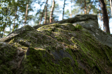 Wall Mural - detail of moss covering sandstones