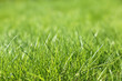 © Oleg - Young green grass in sunlight, selective focus. Fresh spring nature background, sunny meadow texture