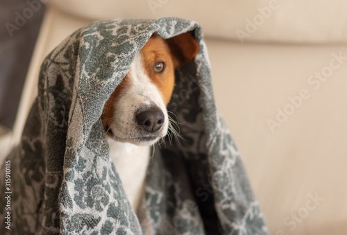 Fotomural Indoor portrait of basenji dog hiding under coverlet while sitting in a chair