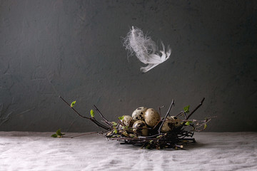 Wall Mural - Quail Easter eggs in birds nest with white soaring feather standing on grey linen table cloth with concrete wall at background. Easter holidays interior decorations.