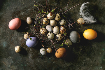 Wall Mural - Colored chicken and quail Easter eggs in birds nest with white feather over dark metal texture background. Flat lay, space