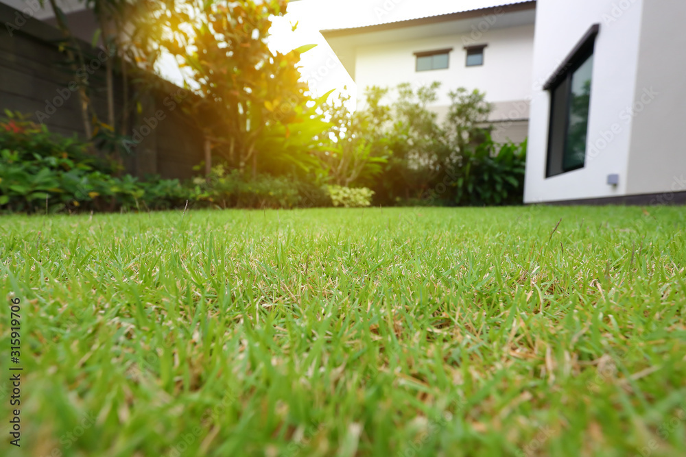 lawn landscaping with green grass turf in garden home - obrazy, fototapety, plakaty 