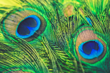 Peacock feather - colorful, bright, light and exotic.  Macro photography. Natural beauty of nature. Background.