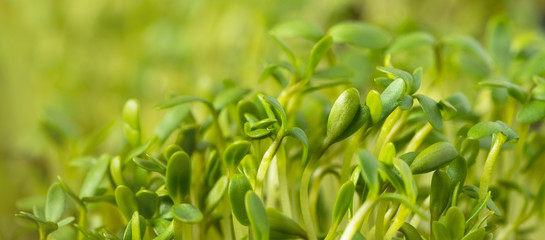 Young plants background, growing plants, sprouts in spring close-up. Natural green spring background. Seedlings