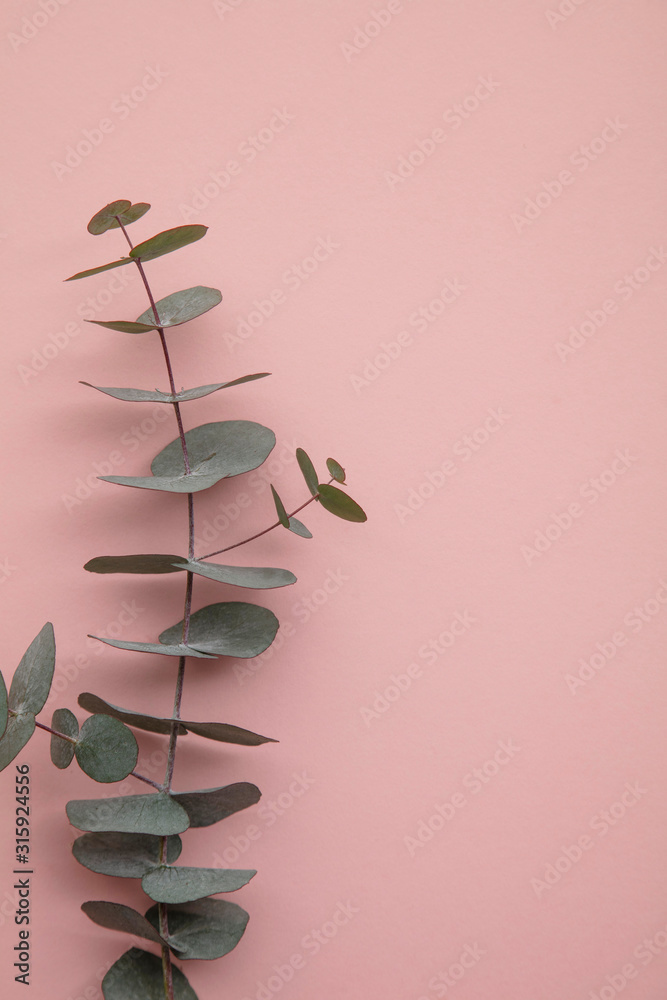 Branches of eucalyptus leaves on a marble background. Lay flat - obrazy, fototapety, plakaty 