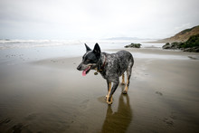 Dog On A Beach