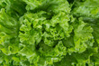 Close up bunch of fresh, green batavia lettuce salad. Crinkled leaves bio crop food, farm garden vegetable. Organic vegan and vegetarian nutrition.