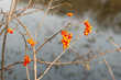 Bright orange and yellow berries of the American Bittersweet vine, Celastrus scandens, against a soft focus winter background. 