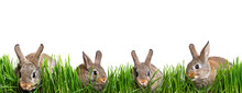 Little Brown Rabbits Eating Grass