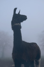 Llama Animal Close Up Through Fog.
