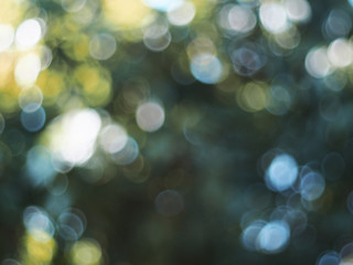 Wall Mural - Beautiful nature green bokeh background. Natural bokeh. Abstract blurred background. 