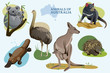 Vector illustration set of Australian wild animals
