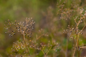 dry seeds on a wild meadow, dried flowers and branches of a plant in autumnal sunlight, warm lighting