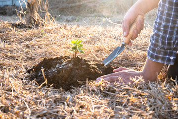 The hands of the young man are planting trees on fertile ground. The concept of protecting nature