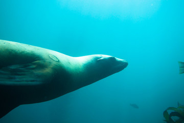 Wall Mural - seal