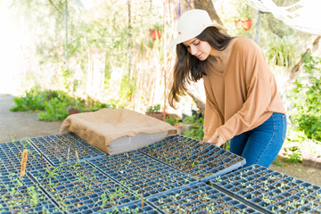 Wall Mural - Farmer Looking At Seedlings Tray In Farm