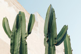 Fototapeta Boho - Cactus plant. Creative, minimal, styled concept for bloggers.