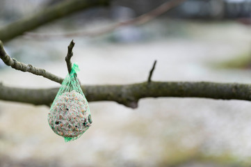 Wall Mural - Bird suet with seeds in a net outside on a twig.