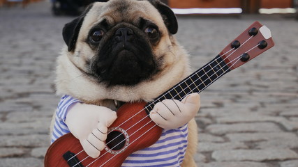 Wall Mural - Cute funny pug earning with playing music on guitar on the city street, close-up portrait in slow motion, dog in costume, shaking fur