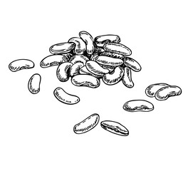 Haricot beans in line art style.